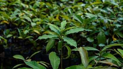 Plantas en el vivero de los cafeteros de la Sierra Nevada. 