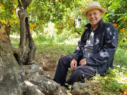 Vicent Todolí con sus pies entre las raíces de uno de los naranjos donde leía de niño.