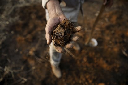 Zezito Oliveira, 83, holds earth from his farm in the village of Rio Pardo next to Bom Futuro National Forest, in the district of Porto Velho, Rondonia State, Brazil, September 1, 2015. "This is good land," he said. "With courage and the desire to work, you reap good things here." The town of Rio Pardo, a settlement of about 4,000 people in the Amazon rainforest, rises where only jungle stood less than a quarter of a century ago. Loggers first cleared the forest followed by ranchers and farmers, then small merchants and prospectors. Brazil's government has stated a goal of eliminating illegal deforestation, but enforcing the law in remote corners like Rio Pardo is far from easy. REUTERS/Nacho Doce PICTURE 36 OF 40 FOR WIDER IMAGE STORY "EARTHPRINTS: RIO PARDO" SEARCH "EARTHPRINTS PARDO" FOR ALL IMAGES