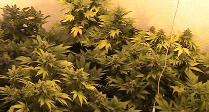 Plantación de marihuana descubierta en Guadarrama.