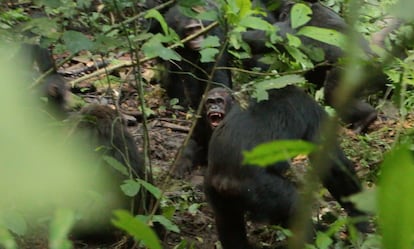 Guerra chimpancés Ngogo