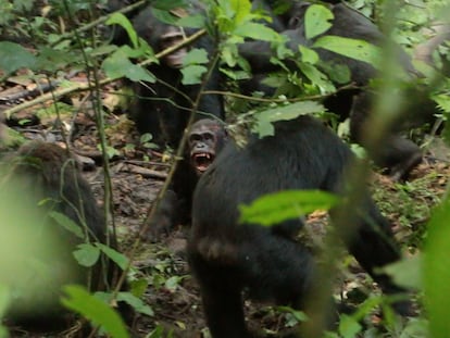 Imagem tomada por cientistas durante o ataque fatal a 'Basie', na qual se vê suas presas no centro da imagem
.