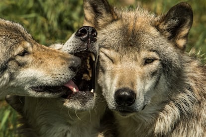 La imagen del lobo como el malo del cuento está cambiando y lo deseable sería que las nuevas generaciones cuiden y respeten a esta especie tan necesaria para la diversidad y riqueza del ecosistema.