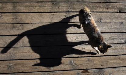 Un gato y su sombra en la terraza de un café en Seeg (Alemania), el 12 de noviembre de 2013.