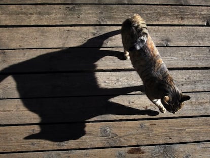 Gatos