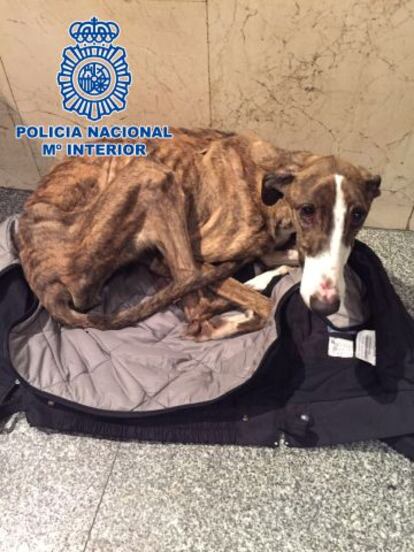 Ejemplar de galgo abandonado en el distrito de Usera.