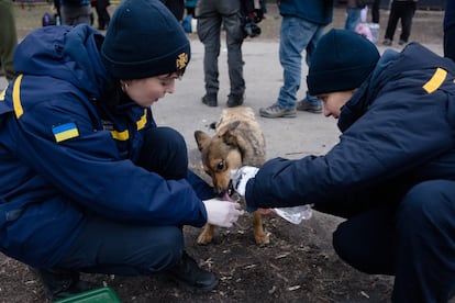 Un equipo de rescate ucraniano da agua a un perro en Kiev el 6 de marzo. Al menos tres civiles murieron cuando proyectiles de mortero rusos cayeron entre Irpin y Kiev.