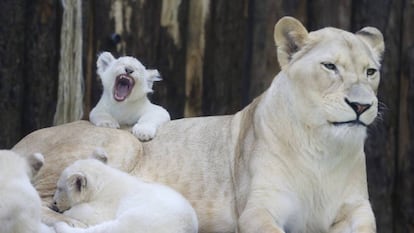 Leoa e seus filhotes, num zool&oacute;gico da Alemanha. 