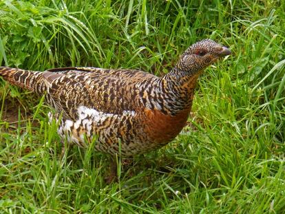 El urogallo cant&aacute;brico es una de las especies m&aacute;s amenazadas de Espa&ntilde;a.