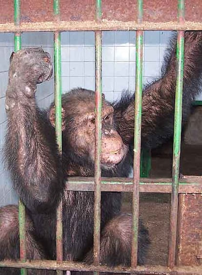 Uno de los chimpancés del zoológico de Almendralejo (Extremadura).