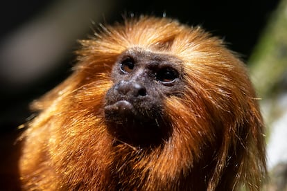 A golden lion tamarin sits in a tree in the Atlantic Forest region of Silva Jardim, Rio de Janeiro state, Brazil