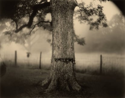 Deep South, (Scarred Tree), 1998