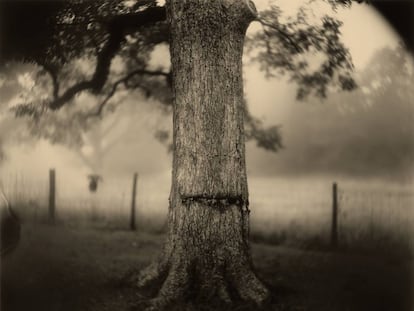 Deep South, (Scarred Tree), 1998