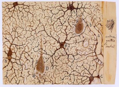 Dibujo científico de Santiago Ramón y Cajal.