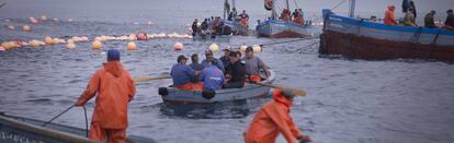 Los pescadores toman posición en una almadraba de atunes cerca de Barbate (Cádiz).