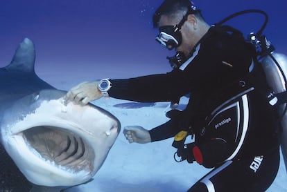 Karlos Simón trata de realizar un ejercicio de inmovilidad tónica con un temible tiburón tigre en Bahamas.