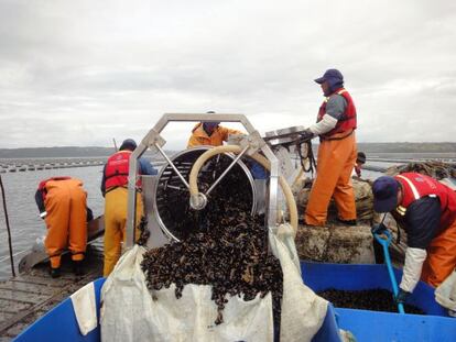 Trabajadores de la empresa mejillonera Submaris en plena faena en las costas de la isla de Chiloé.