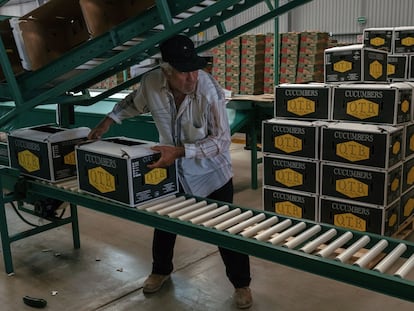Un trabajador mueve cajas en una empacadora de pepinos para exportación, en La Cruz (Estado de Sinaloa), en una imagen de archivo.