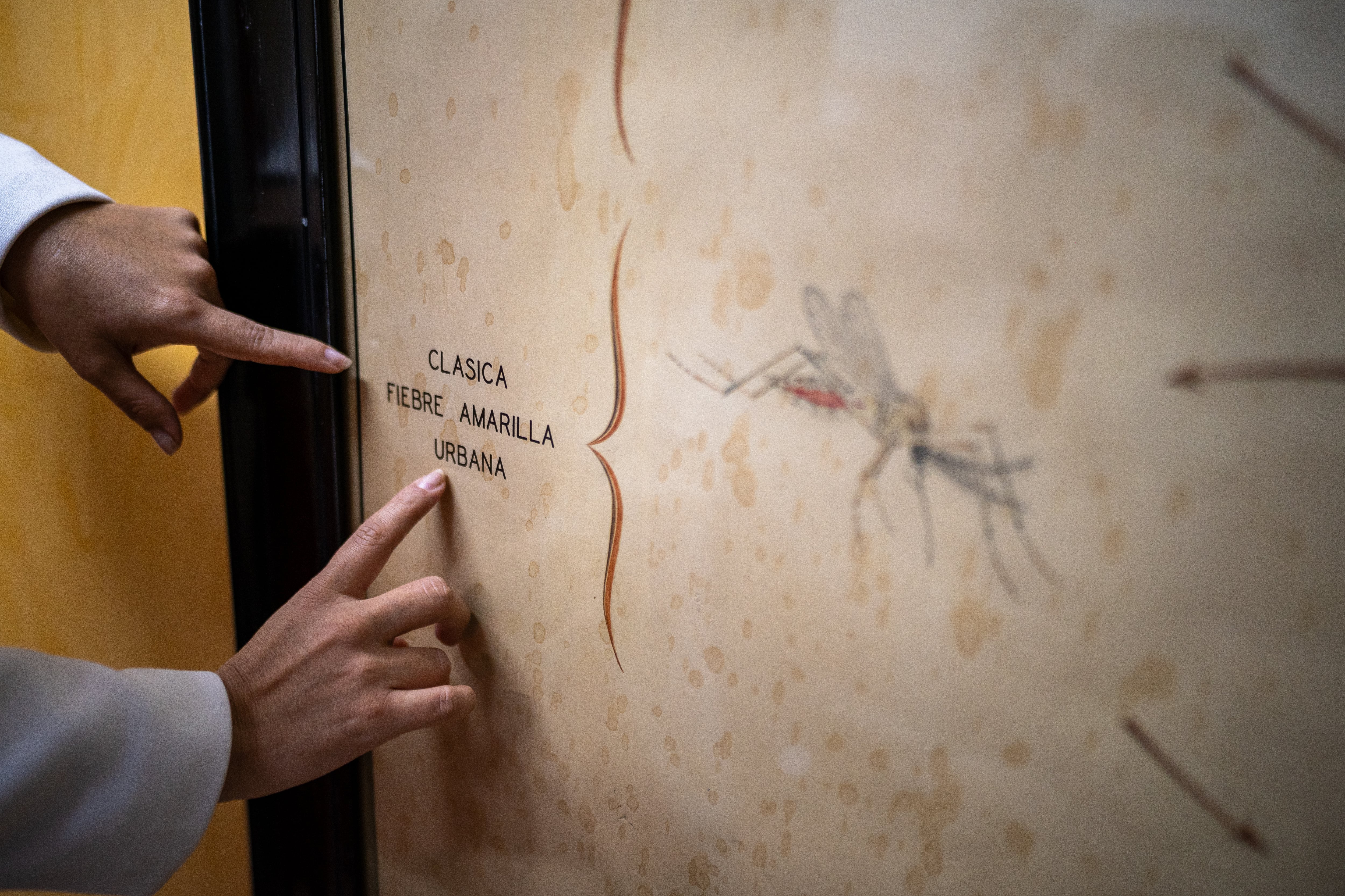 La directora del Instituto Nacional de Salud de Colombia muestra un documento de los años veinte con ilustración de la fiebre amarilla, el pasado 29 de abril en la sede del instituto, en Bogotá. 