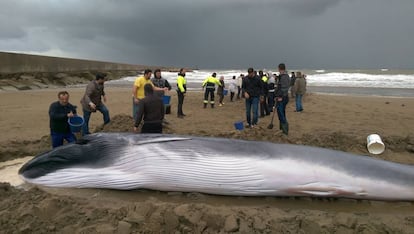 Imagen de los voluntarios durante la hidratación de la ballena, en Ayamonte, (Huelva).