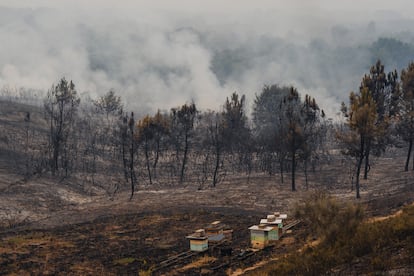 Árboles quemados a medida que el incendio forestal se acerca a las plantaciones de viñedos en Queirugas (Ourense), este lunes.