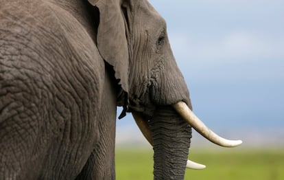 An elephant walks in the open field within the Amboseli National Park, southeast of Kenya's capital Nairobi, April 25, 2016. REUTERS/Thomas Mukoya