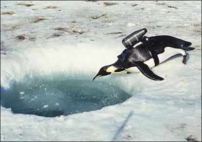 Un pingüino emperador de la Antártida, con una cámara adosada.