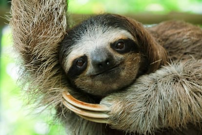 Un perezoso en el santuario de la especie en la ciudad de Cahuita, en la provincia de Limón, en el Caribe costarricense.