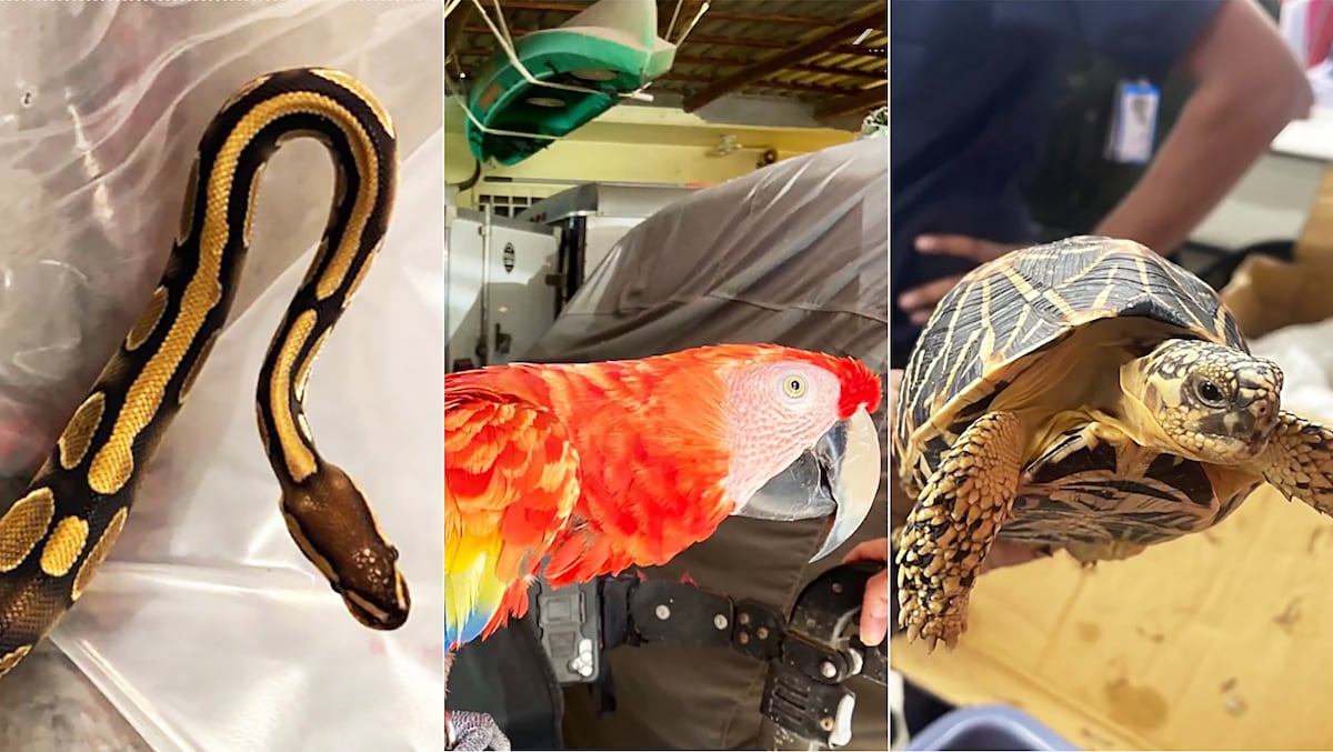 Una operación mundial contra el tráfico de especies decomisa casi 30.000 animales vivos en 134 países