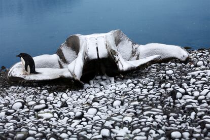 Pingüino encima de una vértebra de ballena en las proximidades de la Base Henryk Arctowski (Polonia), Costa Oeste Bahía Almirantazgo, Isla Rey Jorge, Archipiélago Shetland del Sur.