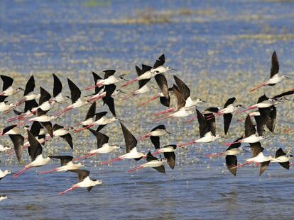 Aves en las marismas del Parque Nacional de Doñana, en Huelva.