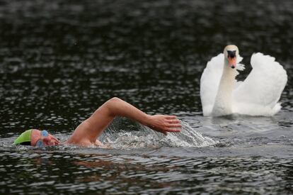 Un miembro del club de natación Serpentine entrena cerca de un cisne en el lago Serpentine en Hyde Park (Londres).