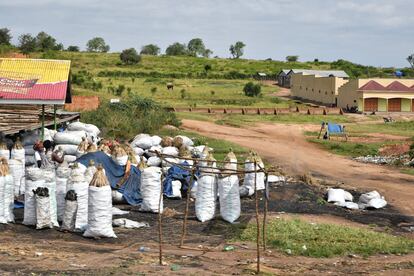 Mujeres en el mercado de leña. Según fuentes oficiales, más del 80% de las familias rurales de Uganda utilizan leña para cocinar. Los fuegos encendidos por los seres humanos para obtener, entre otros, energía para uso doméstico e industrial, así como las prácticas de tala y quema, provocan la emisión de cantidades enormes de dióxido de carbono. Pincha en la imagen para ver la fotogalería completa.