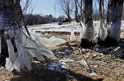 Carámbanos de hielo rodean las raíces de unos árboles junto al embalse de Navacerrada, en Madrid.