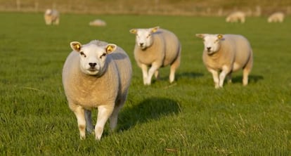 Ovejas de la estirpe Texel utilizadas para obtener el genoma de la especie.