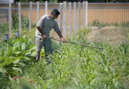 Un hombre cuida su cultivo de verduras en una parcela de los suburbios de Pekín. EFE/Archivo