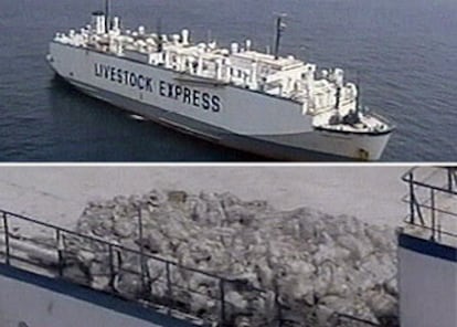 Arriba, el carguero <i>Cormo Express</i> navega cerca de los Emiratos Árabes Unidos. A la izquierda, cadáveres de ovejas se amontonan en cubierta.