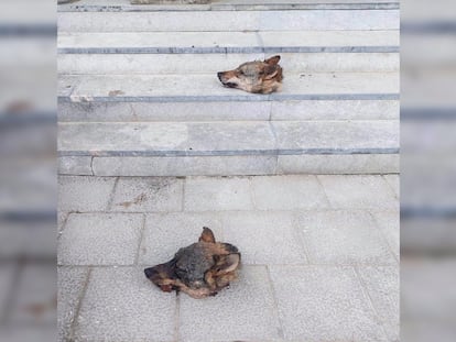 Las dos cabezas de lobo que aparecieron el viernes, 28 de abril, en las escaleras del Ayuntamiento de Ponga (Asturias).