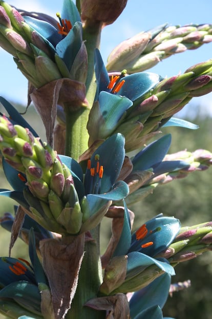 A espécie 'Puya alpestris' é encontrada no Cone Sul. Pertence à família 'Bromeliaceae', que é quase endêmica da América e possui 3.403 espécies. Delas, 39,5% está no Brasil. Esse tipo de planta se caracteriza por possuir folhas arrosetadas, flores coloridas e os estigmas retorcidos.