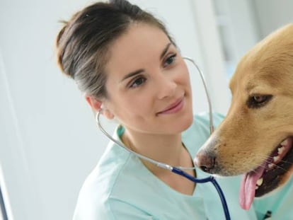 Una veterinaria ausculta a un perro.
