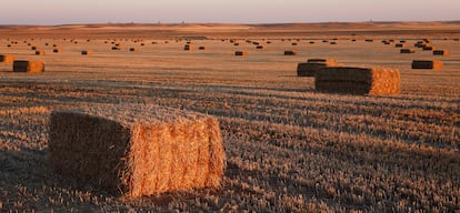 Alpacas en zona de esteparias en Villafáfila (Zamora). 