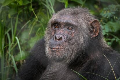 Suena es uno de los residentes más antiguos del Centro de Rehabilitación de Primates de Lwiro (CRPL). También tiene una de las historias más tristes. Tras pasar 14 años encerrado en una jaula diminuta y recibir numerosas palizas, llegó al santuario con todo tipo de trastornos psicológicos. No podía tolerar la presencia de otros chimpancés ni de los humanos. El equipo del CRPL tardó cinco años en conseguir integrarlo en el grupo con los que ahora convive.