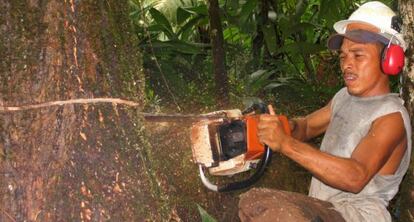 Un hombre corta un árbol en Bosawás.