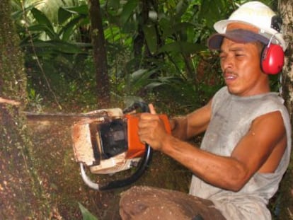 Un hombre corta un &aacute;rbol en Bosaw&aacute;s.