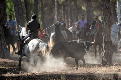 Desde 2016, no se puede matar al animal con lanzas como se hacía tradicionalmente.