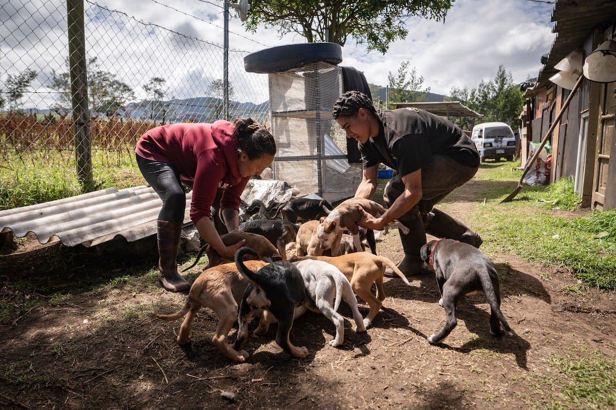 Los rescatistas de perros que se tomaron los campos del sur de Bogot�: 