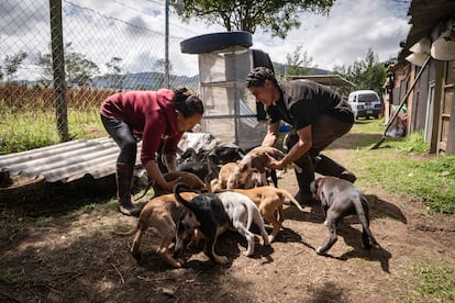 Refugio Canino 07, en Ciudad Bolivar, Bogotá, Colombia