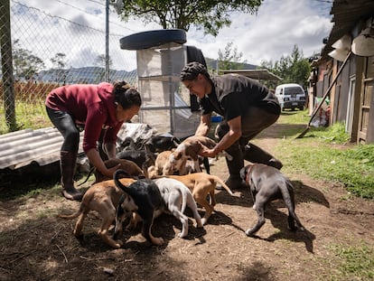 Jasbleidy Dimate y Juan Esteban Castaño alimentan a los animales en el refugio Canino 07, en la vereda Mochuelo Alto, en Ciudad Bolívar, Bogotá, el 17 de noviembre de 2023.