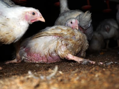 Un pollo con problemas de movilidad a causa de la crianza rápida.