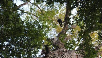 Um pesquisador, na copa da maior árvore da Amazônia.